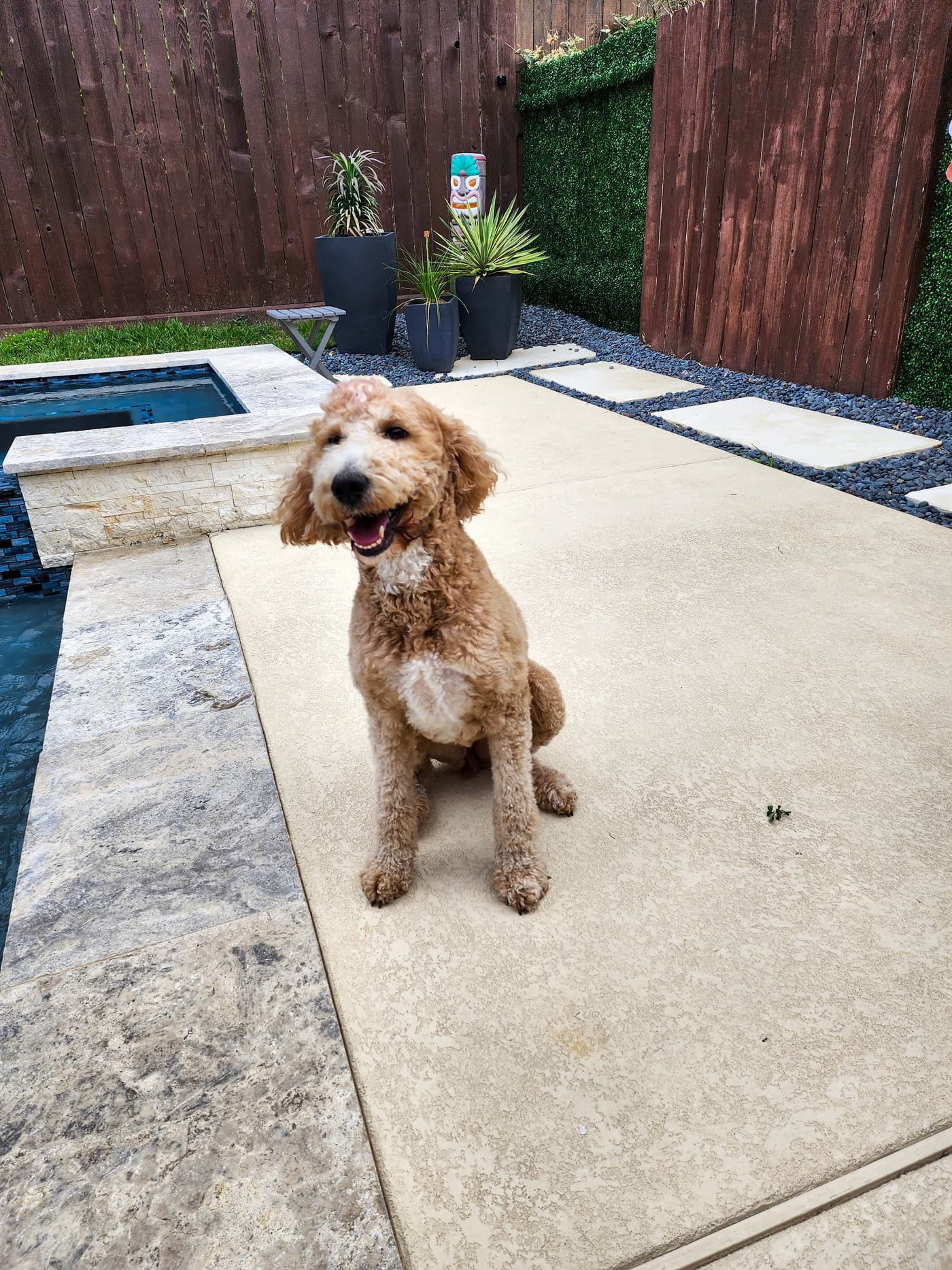 Custom pool in Tomball, TX. A goldendoodle sitting on a pale spray deck beside a raised spa faced in stacked stone with a blue mosaic band, a pebble bed with stepping stones behind.